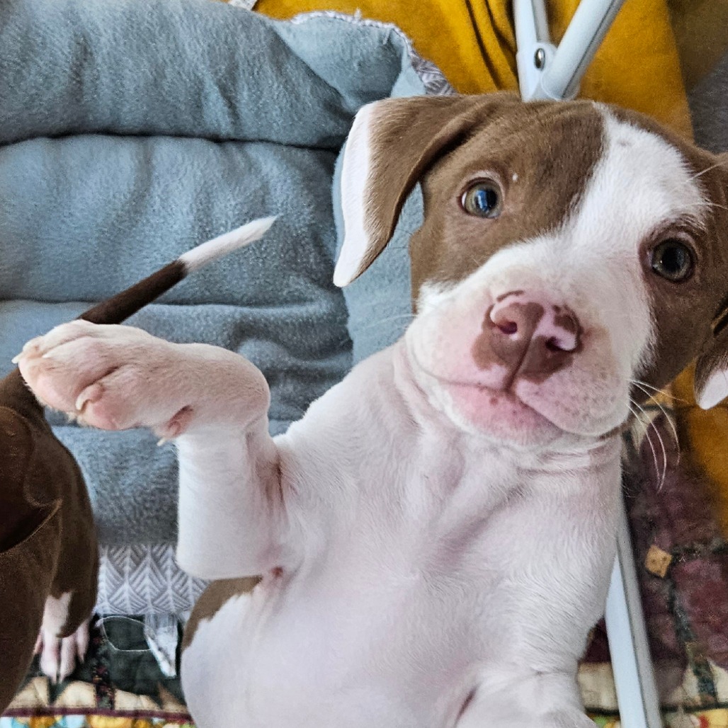 Wynn - Mixed Breed (Medium)