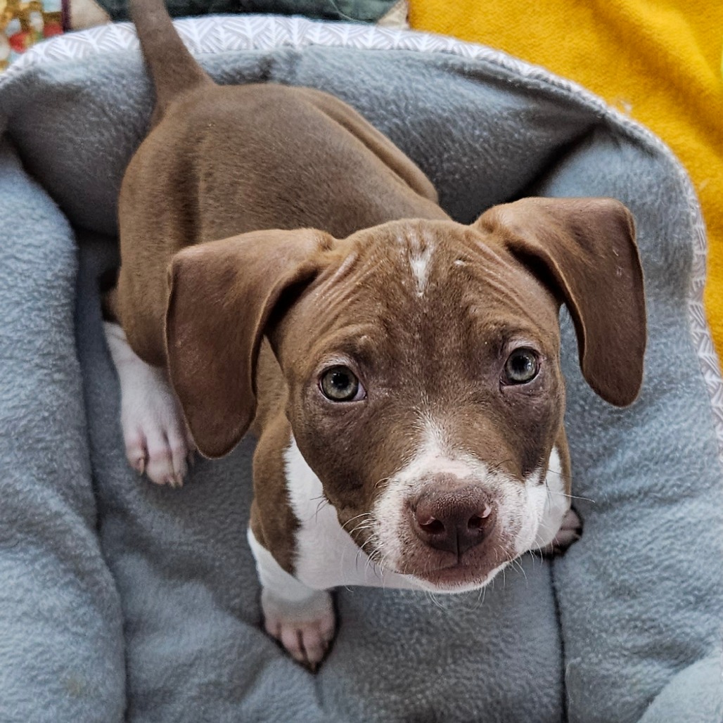 Waverly - Mixed Breed (Medium)