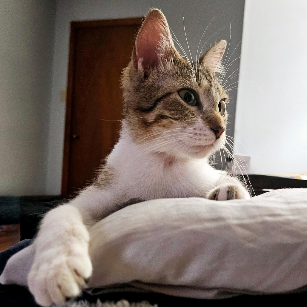Priscilla - Domestic Shorthair