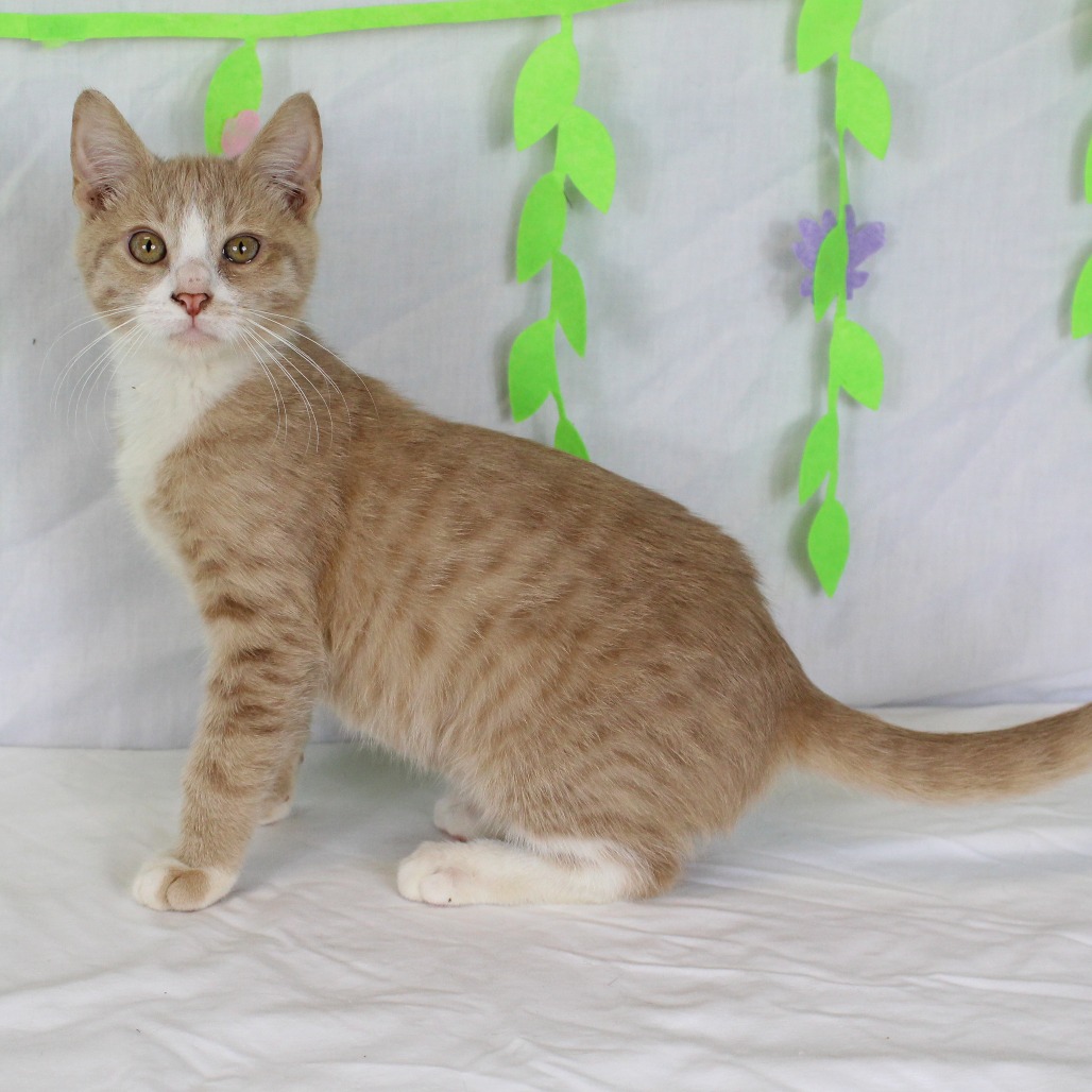 Dorito - Domestic Shorthair