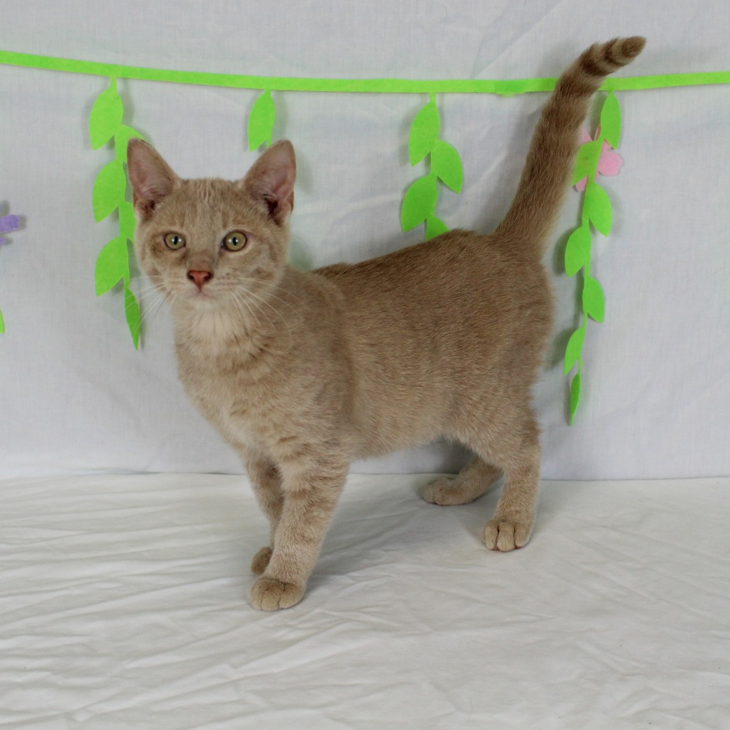 Poppy - Domestic Shorthair