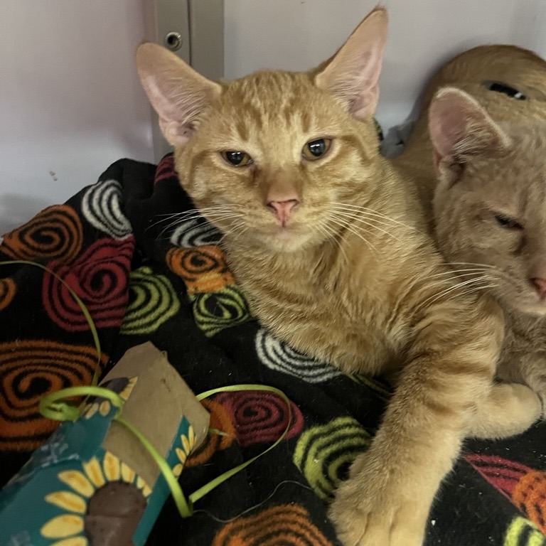 Prince Harry - Domestic Shorthair