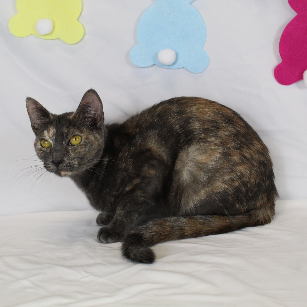 Bonnie - Domestic Shorthair