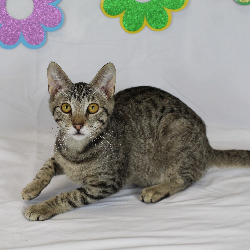 Phoenix - Domestic Shorthair
