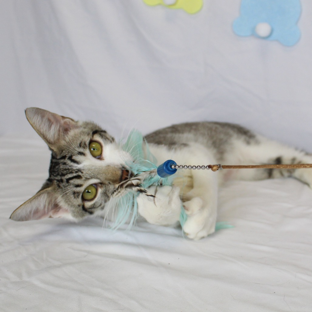 Siren - Domestic Shorthair