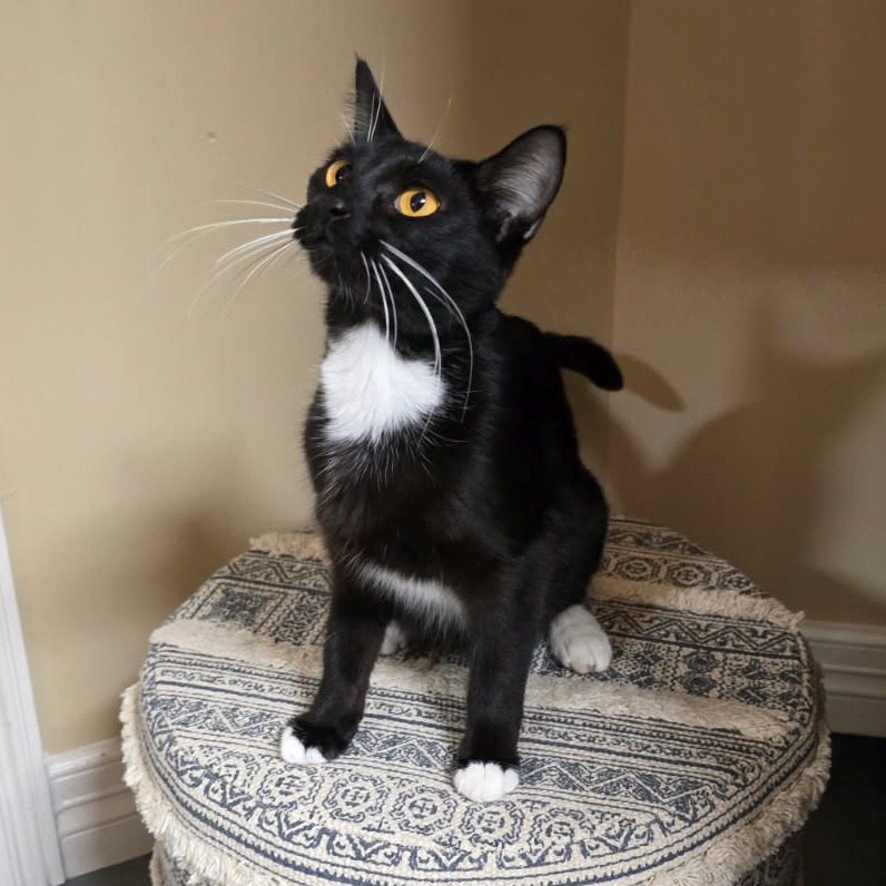 Vivi - Domestic Shorthair