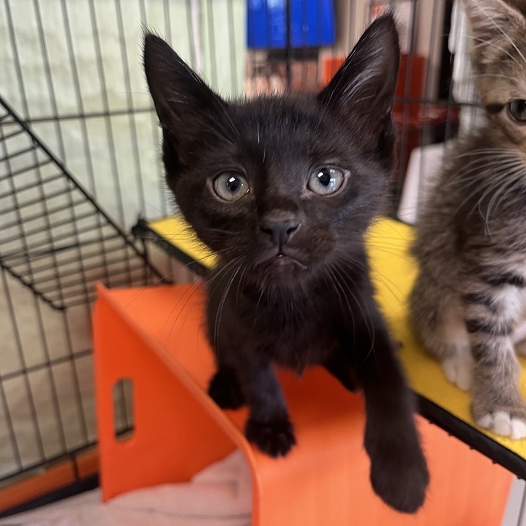 Foster - Domestic Shorthair