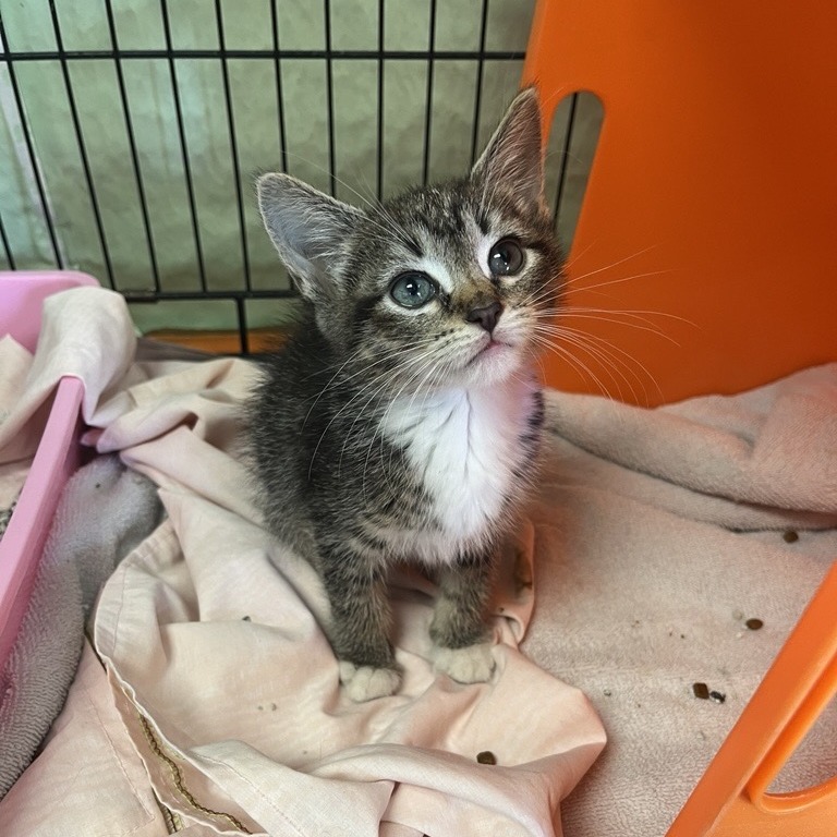 Stormi - Domestic Shorthair