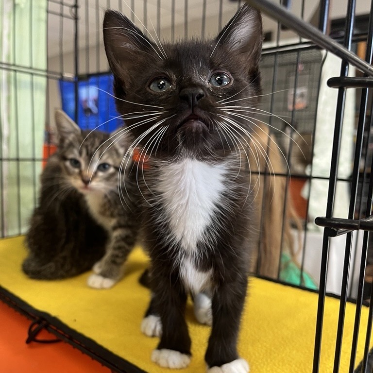 Mittens - Domestic Shorthair