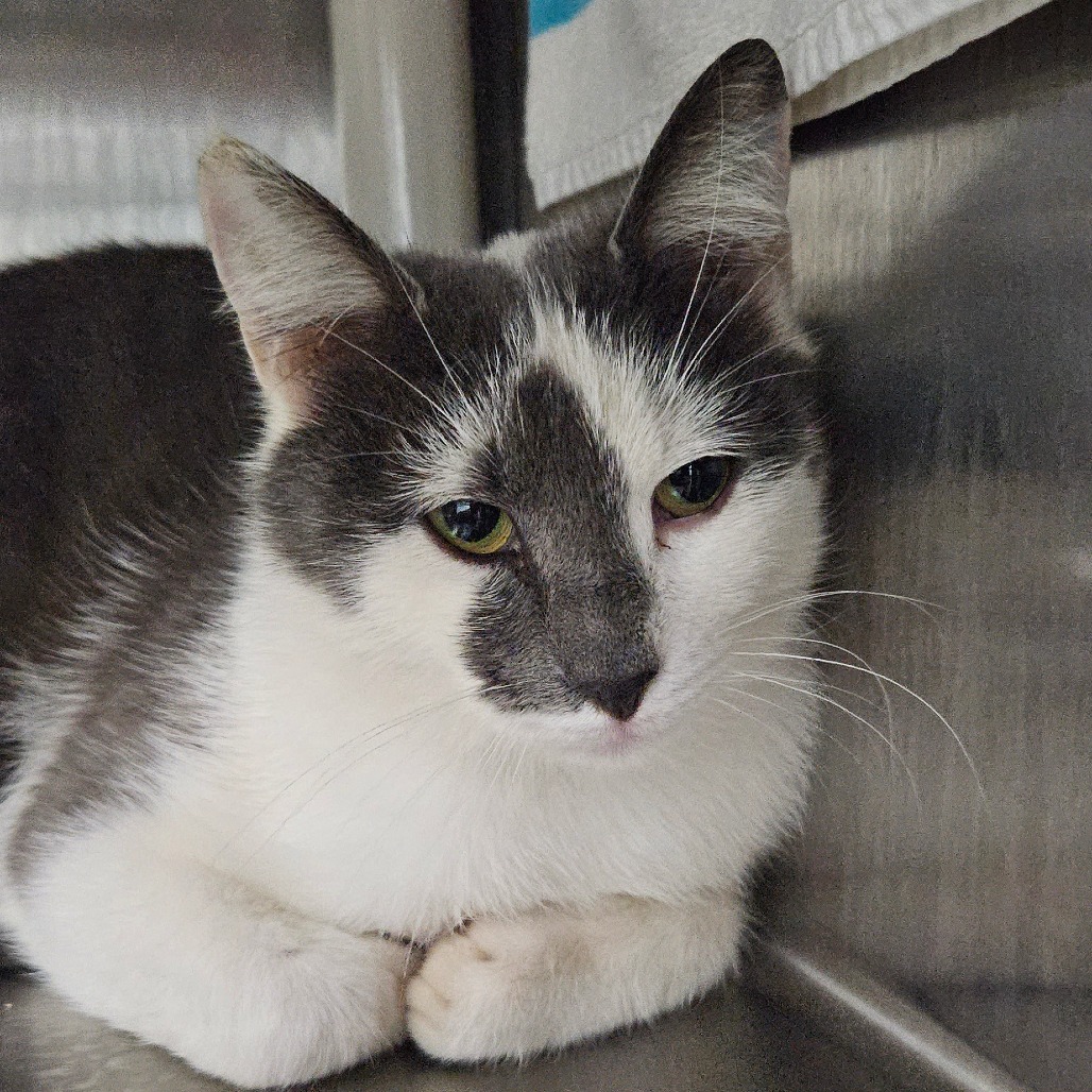 Little Lady - Domestic Shorthair