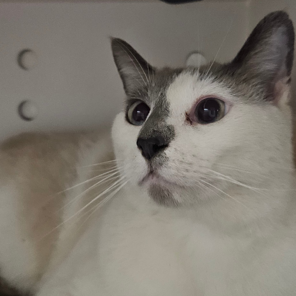 Austin - Domestic Shorthair