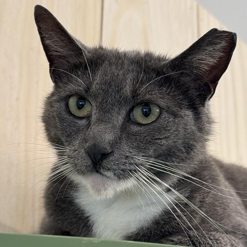 Buttons - Domestic Shorthair
