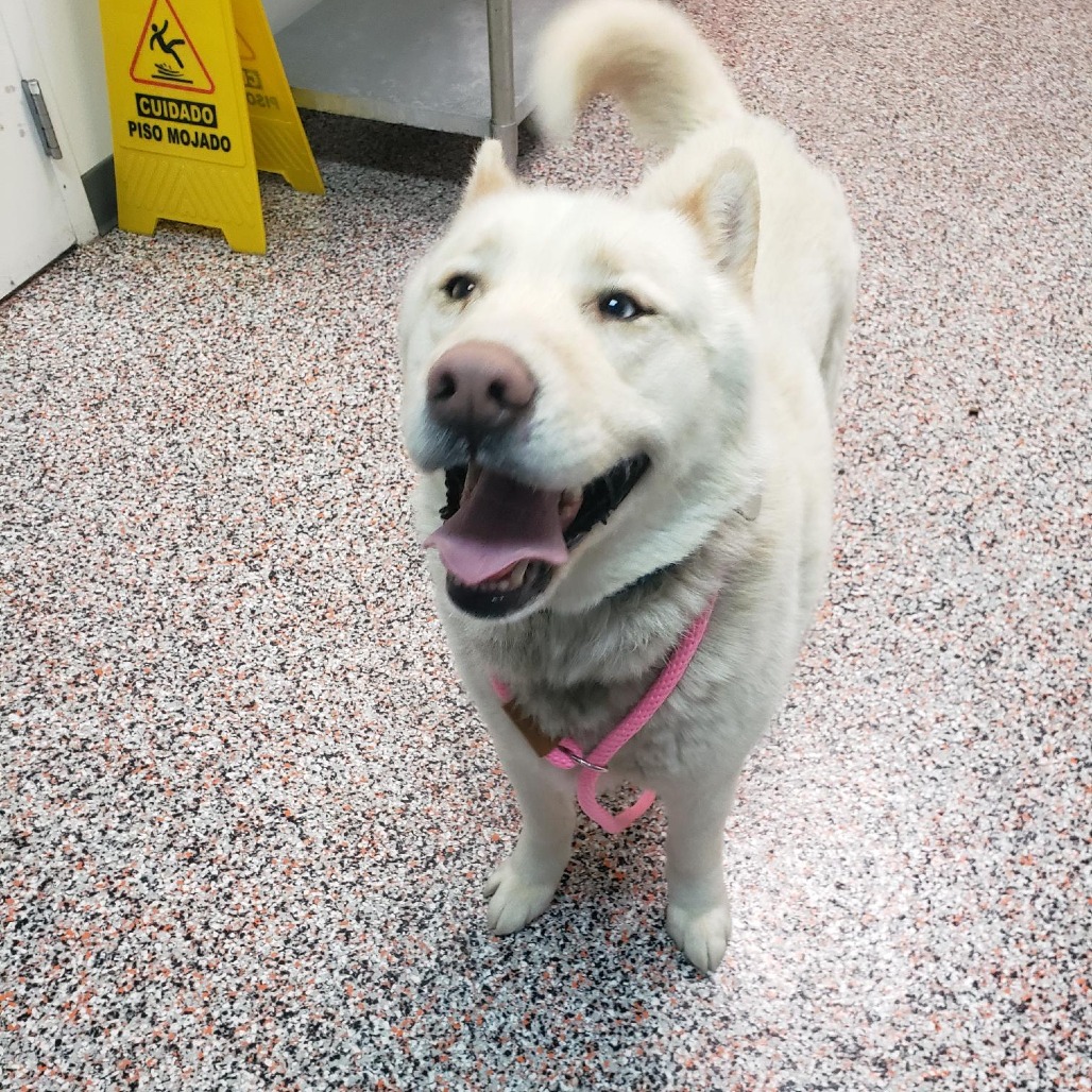 Pabu - Mixed Breed (Medium)/Husky