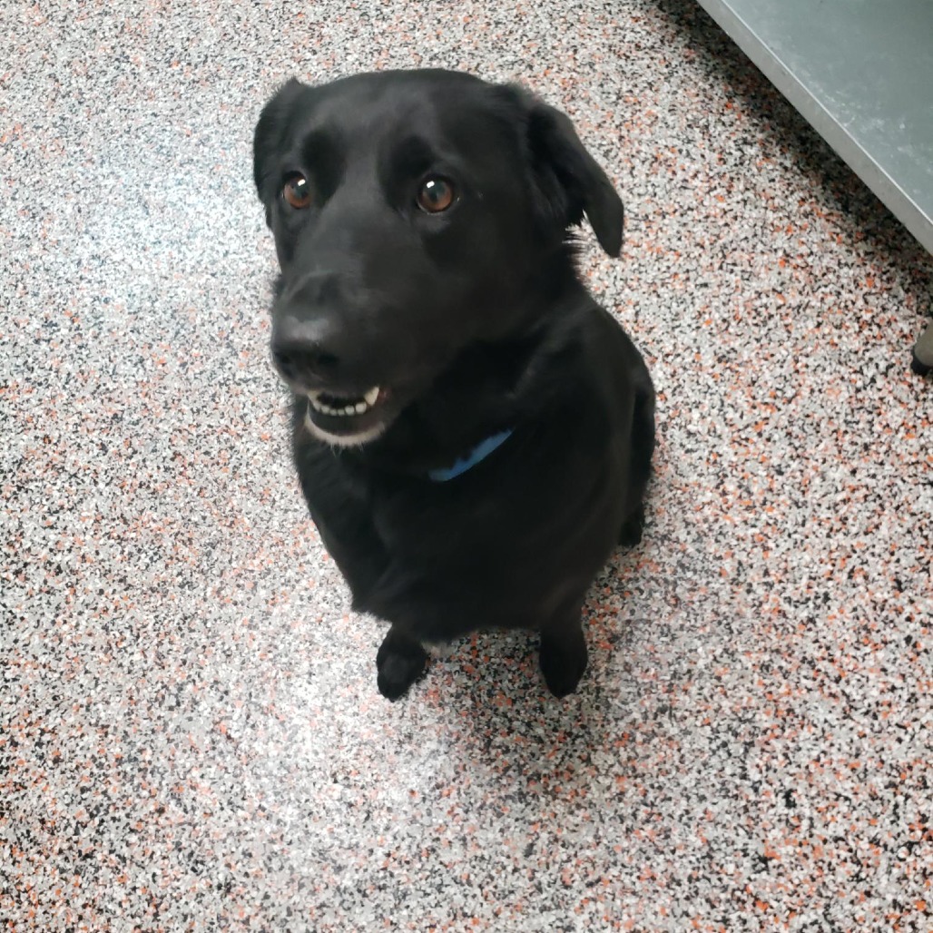 Iris - Mixed Breed (Medium)/Retriever, Black Labrador
