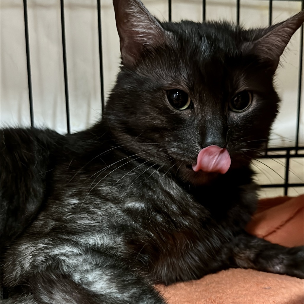 Buckwheat - Domestic Shorthair