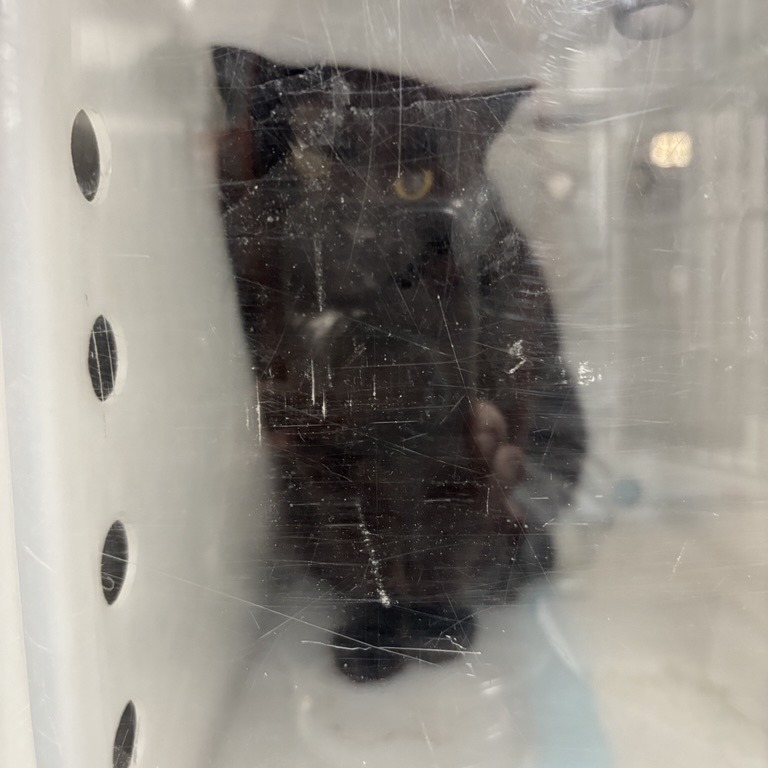 Lenny - Domestic Shorthair