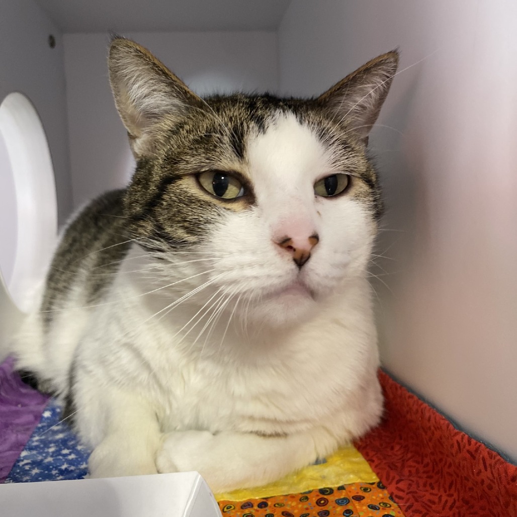 Marzipan - Domestic Shorthair