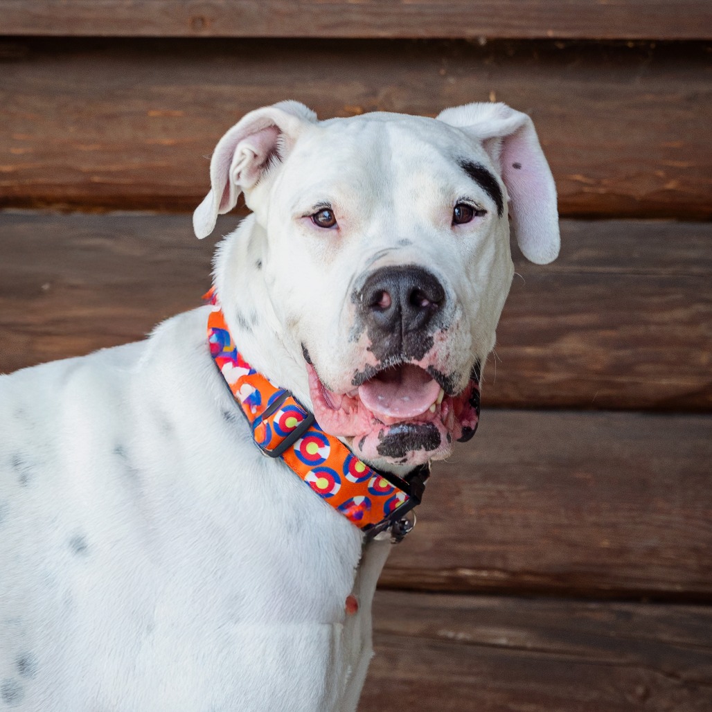 Bonsai - Great Dane/Mix