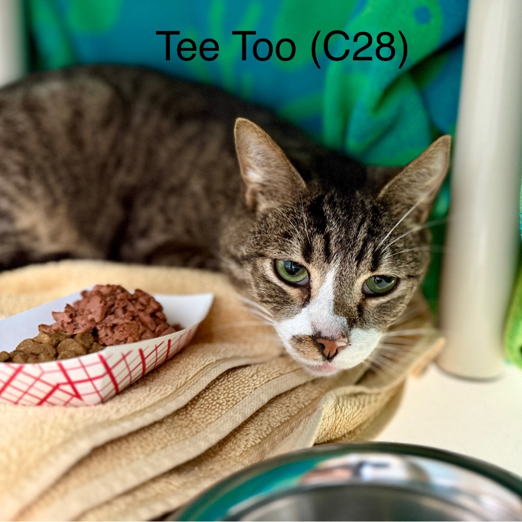 Tee Too - Domestic Shorthair