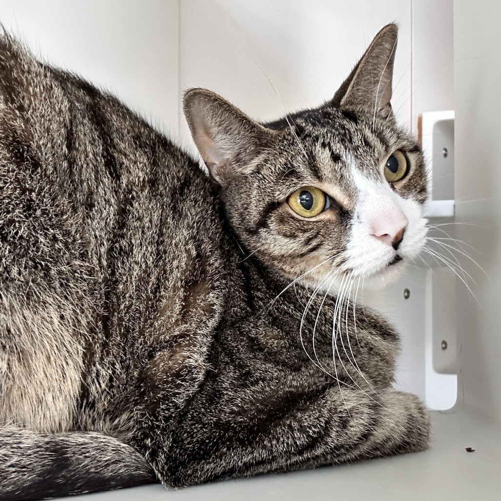 Giovanni - Domestic Shorthair