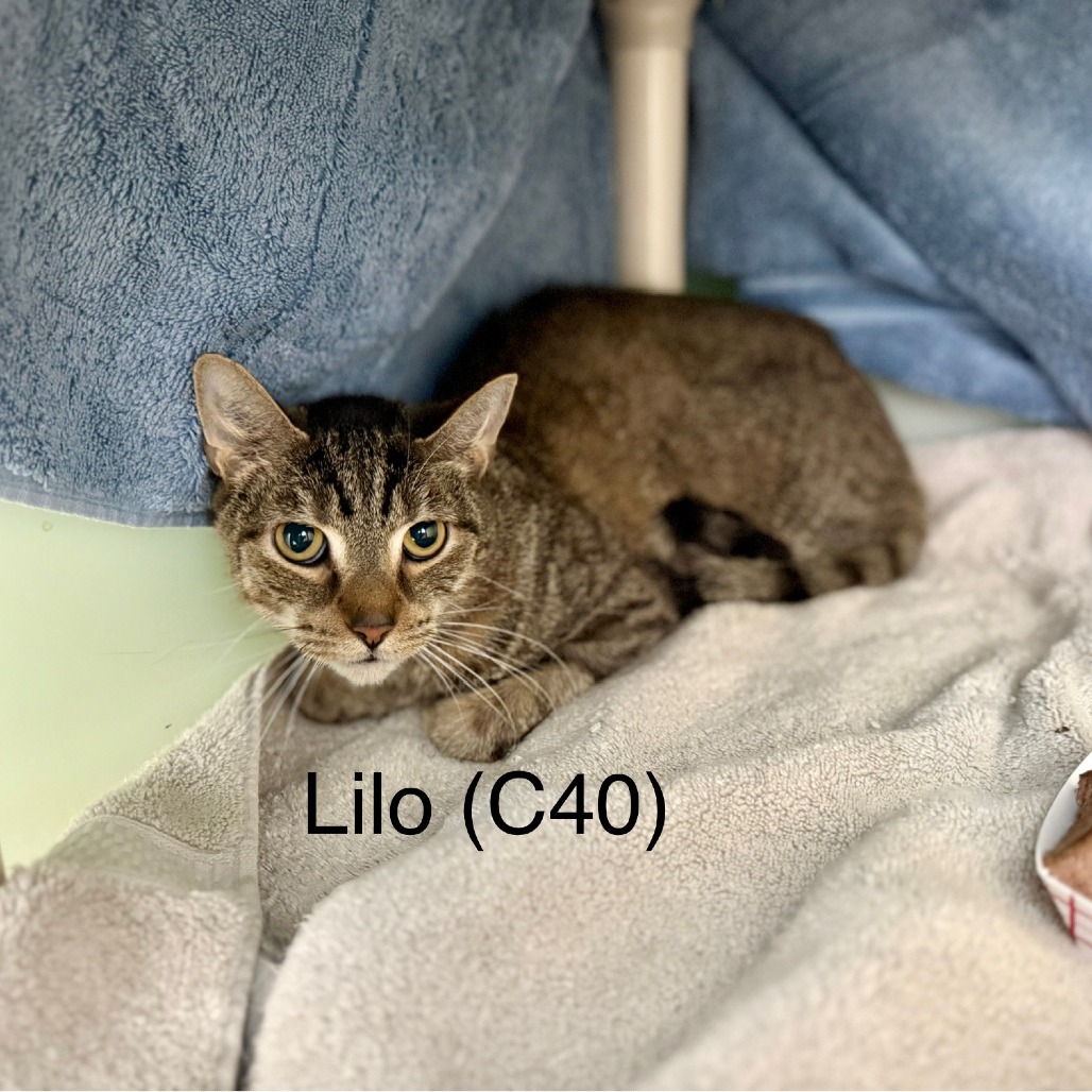 Lilo - Domestic Shorthair