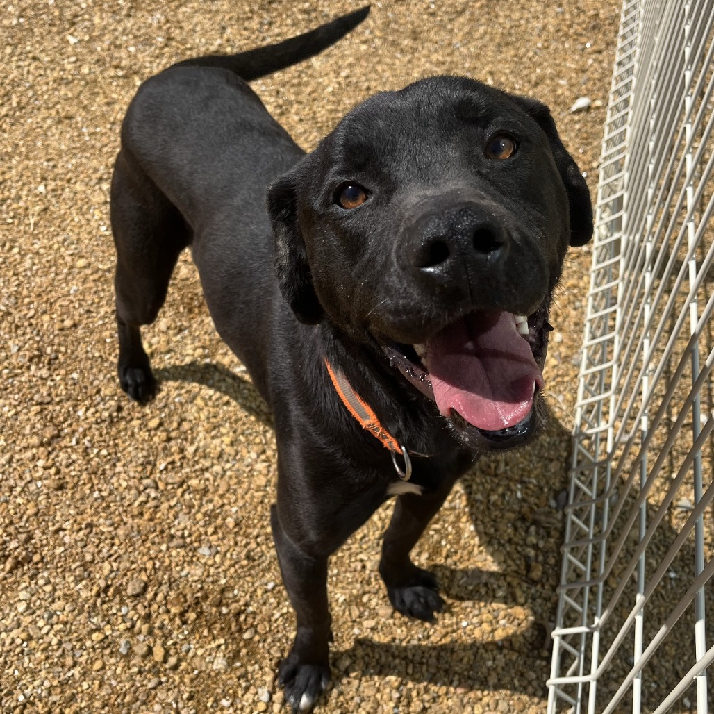Woody - Mixed Breed (Medium)