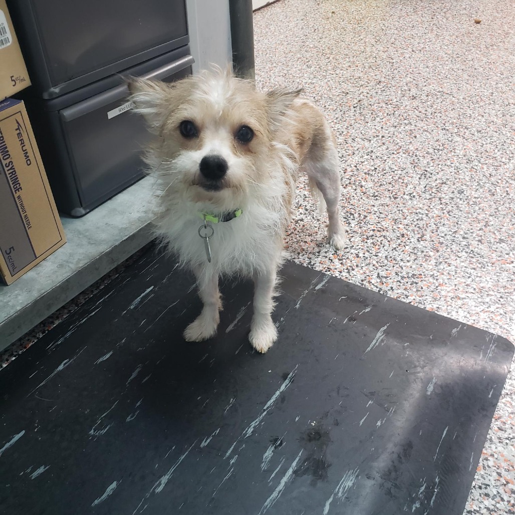 Kermie - Terrier/Mixed Breed (Small)