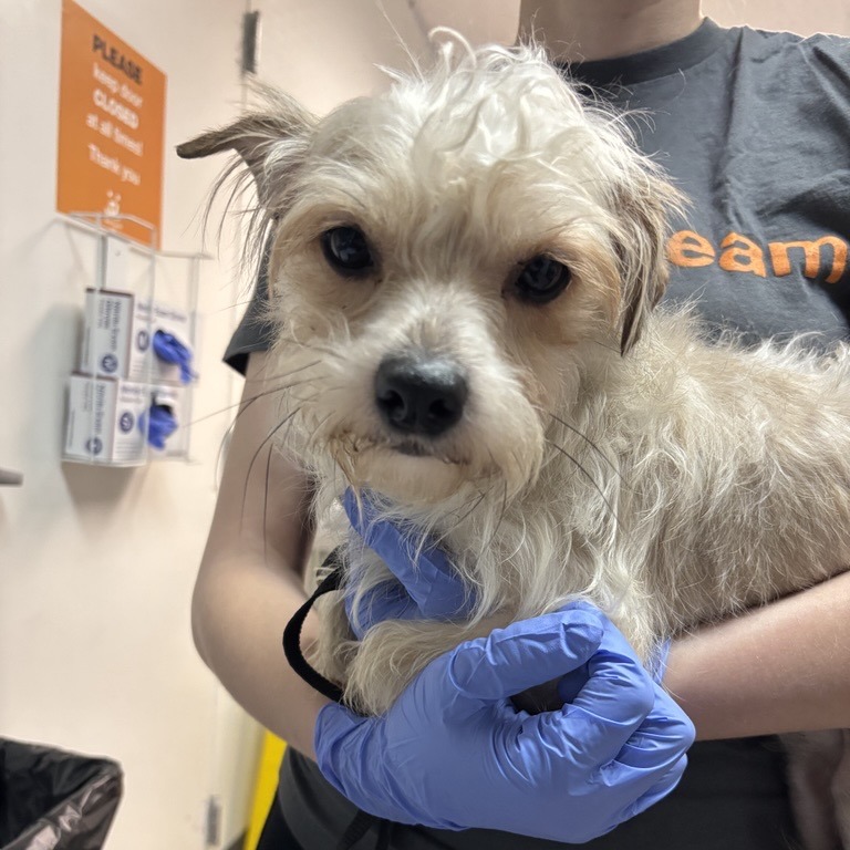 Pablo - Chihuahua, Short Coat/Mixed Breed (Small)