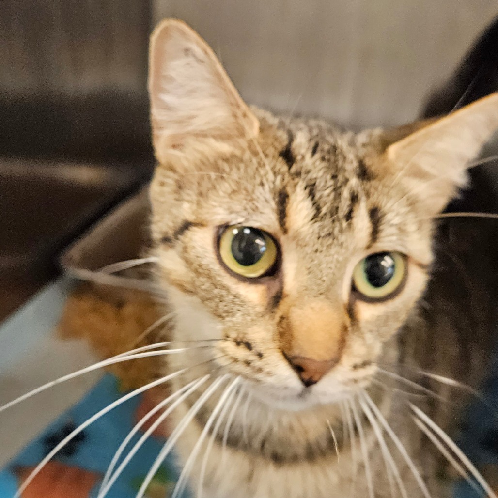 Momma Rookie - Domestic Shorthair