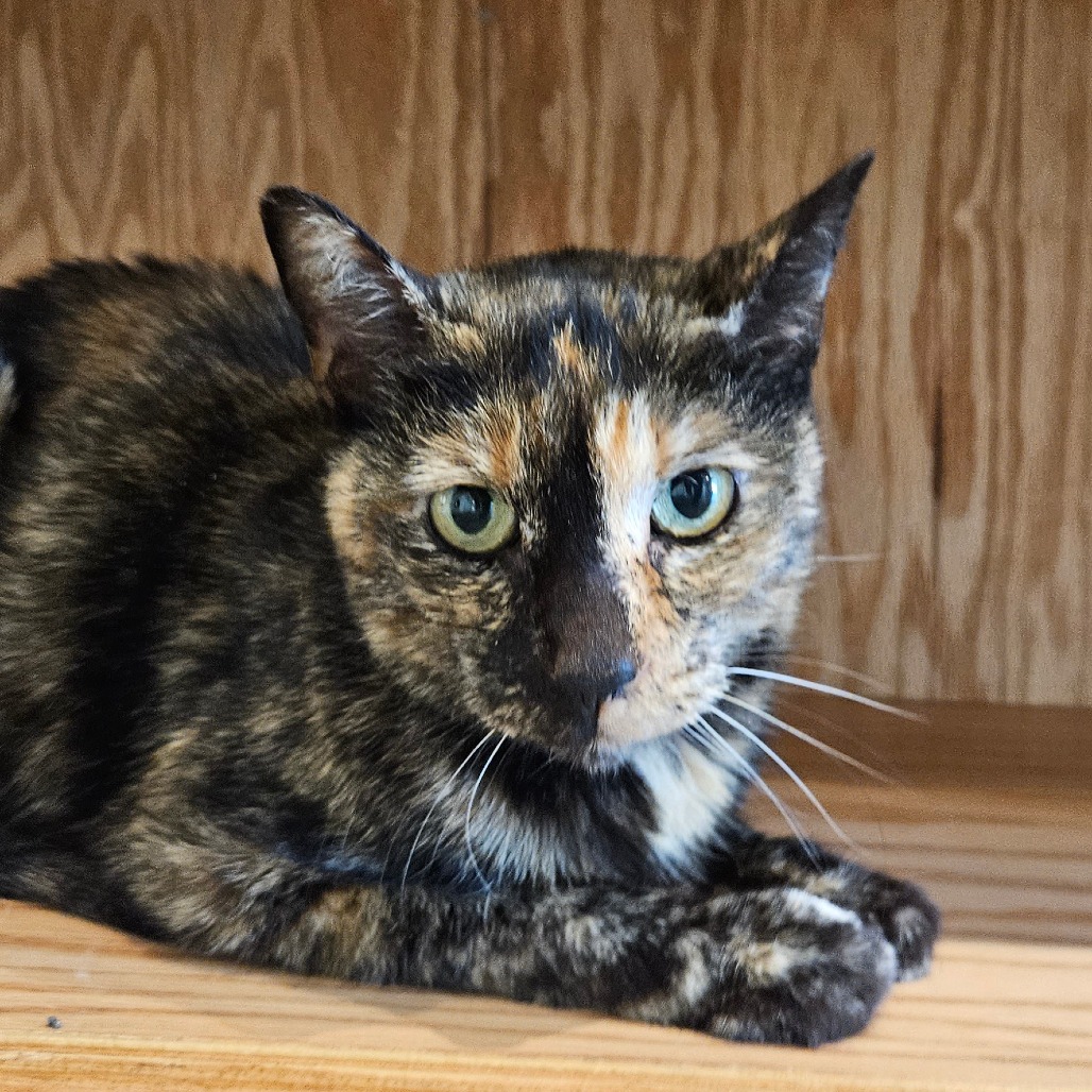 Tali - Domestic Shorthair