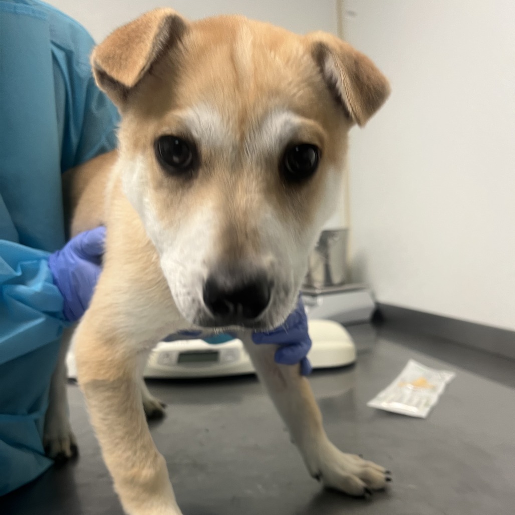 Rhonda - Mixed Breed (Medium)/Husky