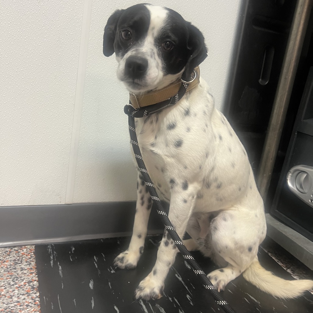 Alice - Mixed Breed (Medium)/Cattle Dog