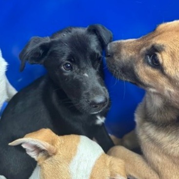 Benita - Mixed Breed (Medium)