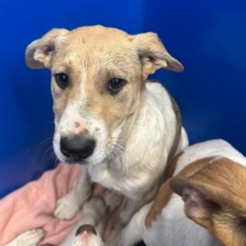 Maureen - Mixed Breed (Medium)