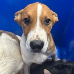 Romeo - Mixed Breed (Medium)