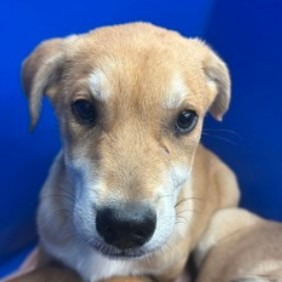 Swayze - Mixed Breed (Medium)