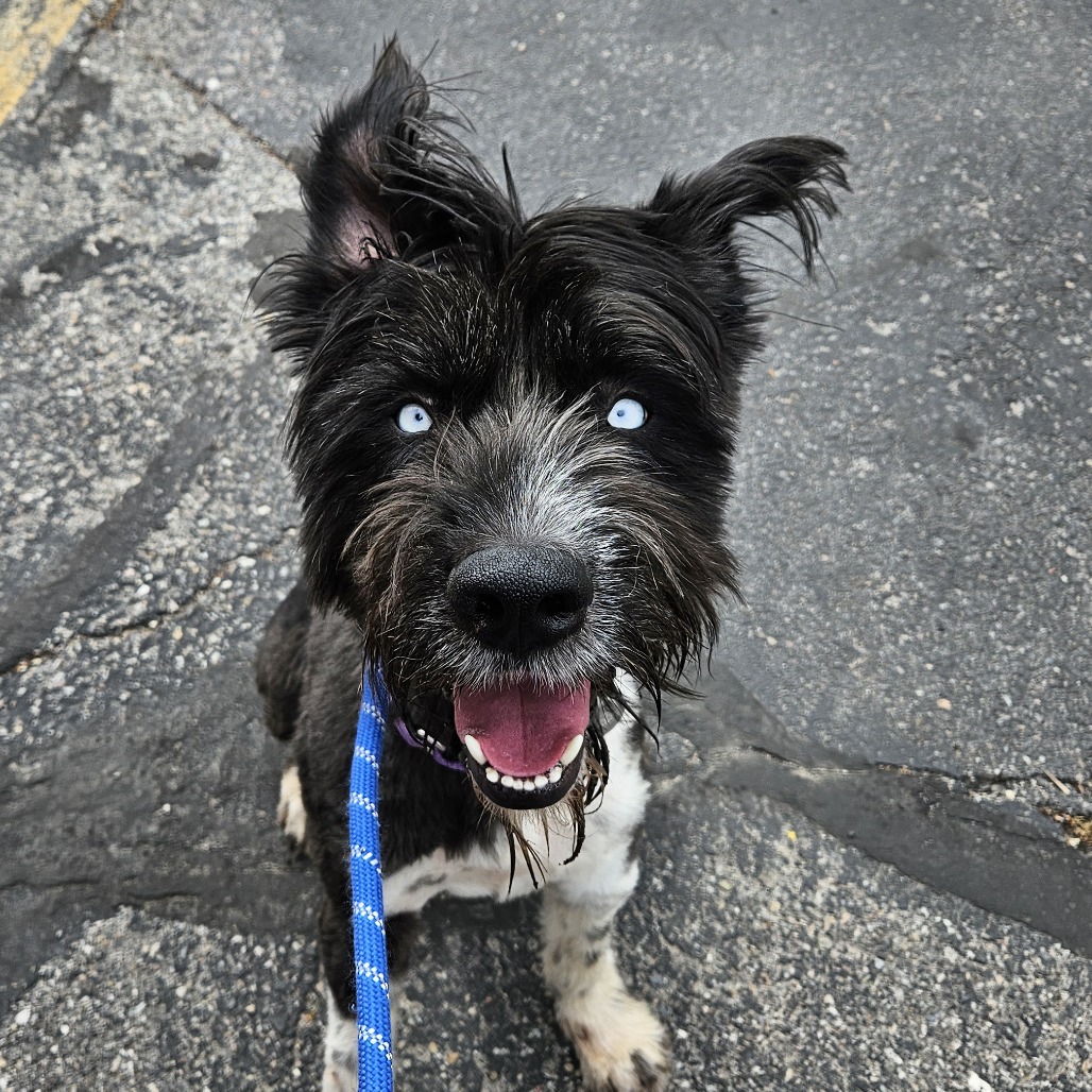 Ozark - Mixed Breed (Medium)/Poodle