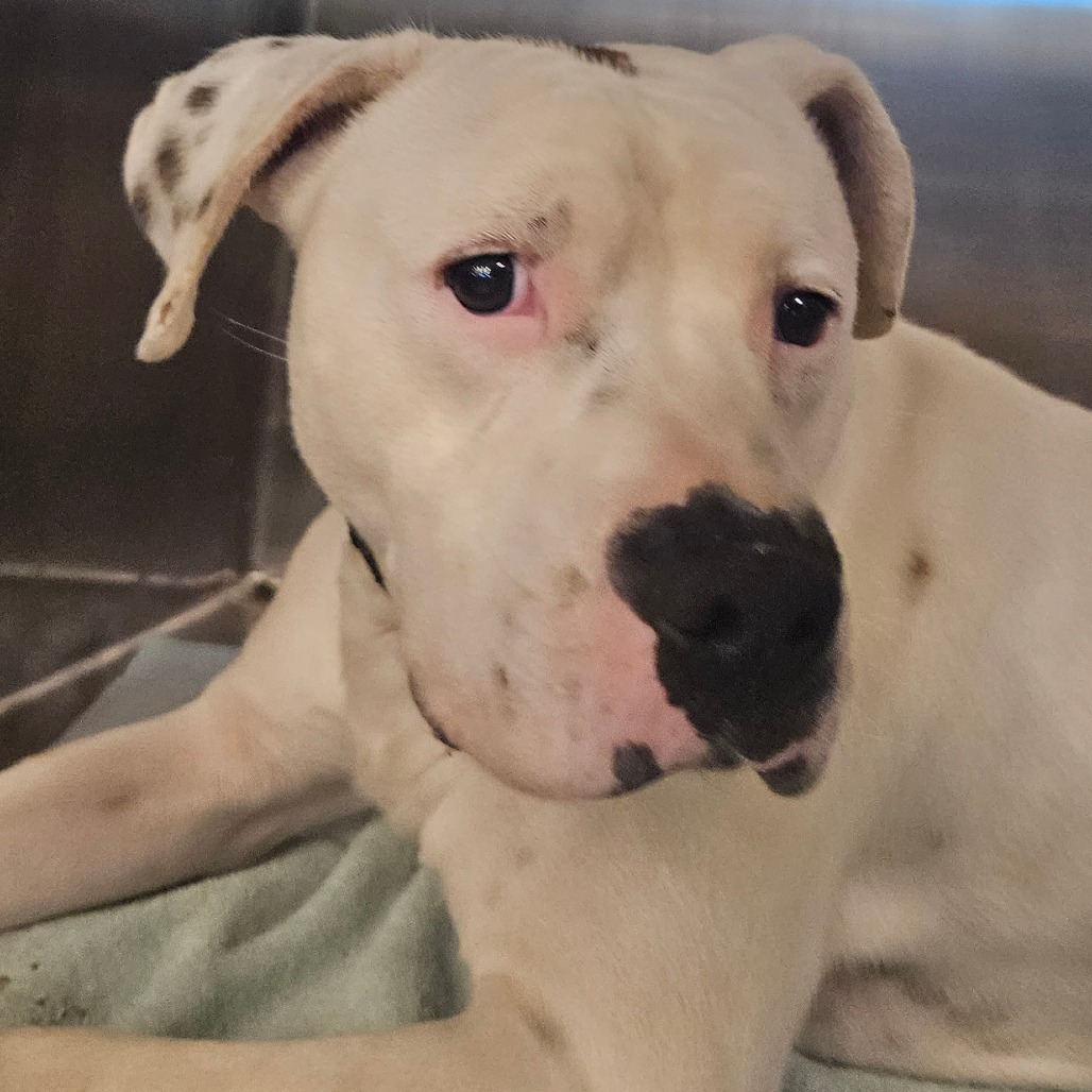 Finn - Mixed Breed (Large)