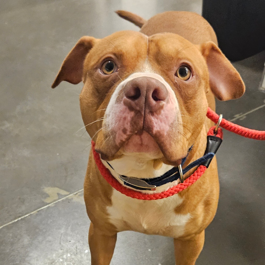 Big Red - Mixed Breed (Medium)