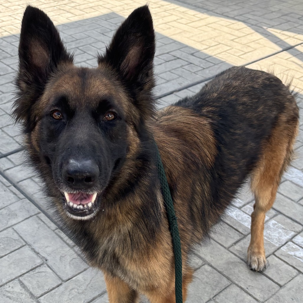 Groot - Shepherd, German/Mix