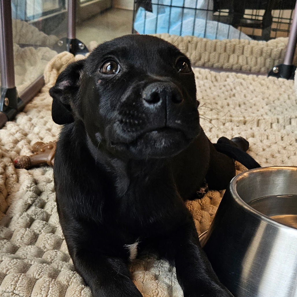 Bernard - Mixed Breed (Medium)
