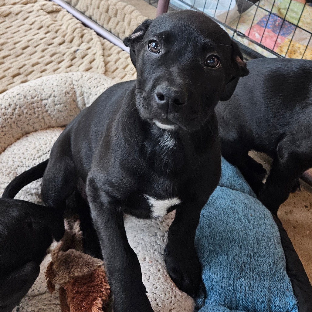 Clifford - Mixed Breed (Medium)
