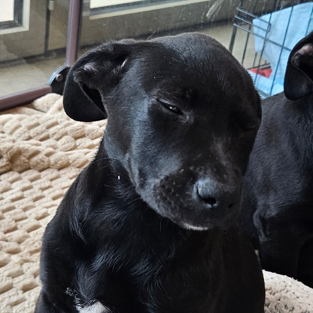 Agitha - Mixed Breed (Medium)