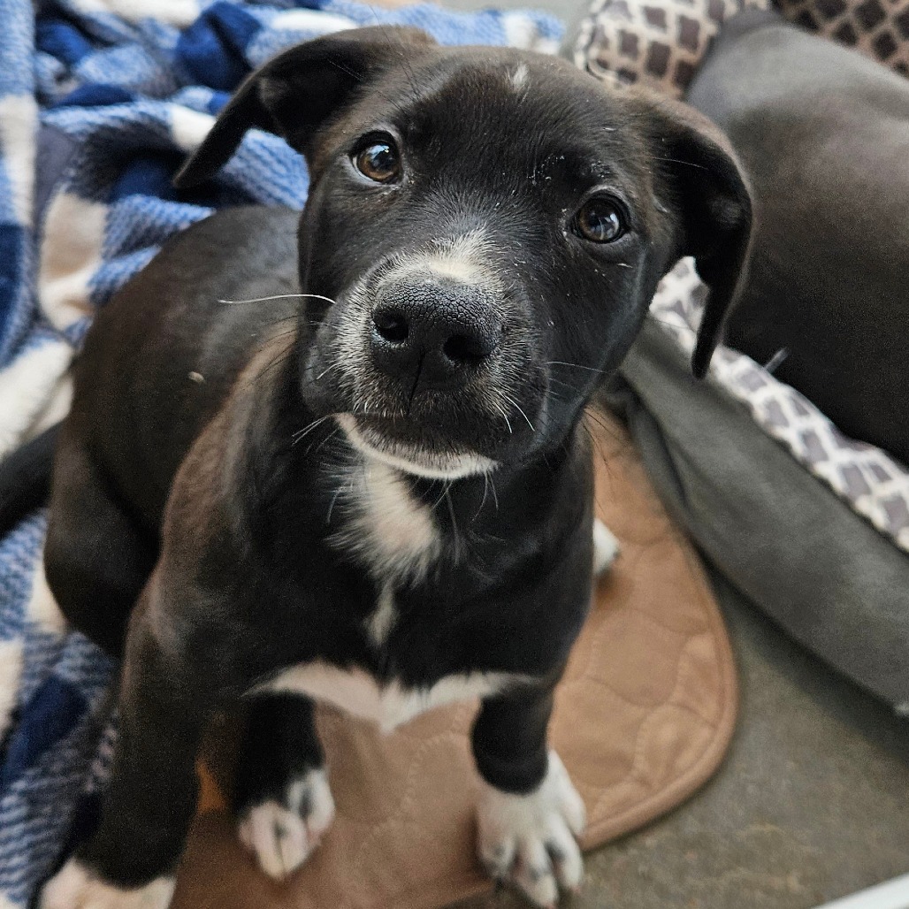 Cecil - Mixed Breed (Medium)