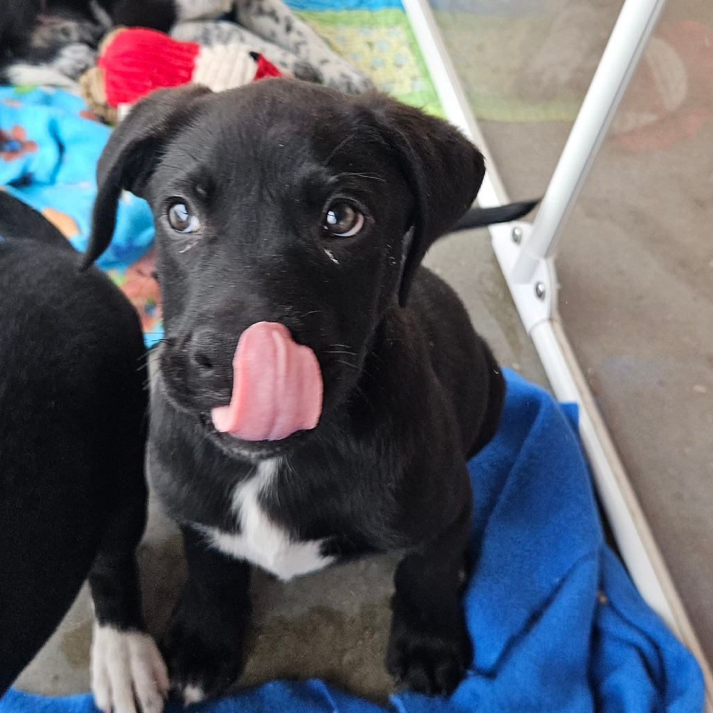 Eugene - Mixed Breed (Medium)