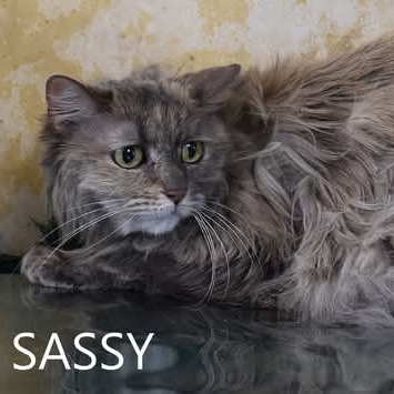 Sassy - Domestic Medium Hair