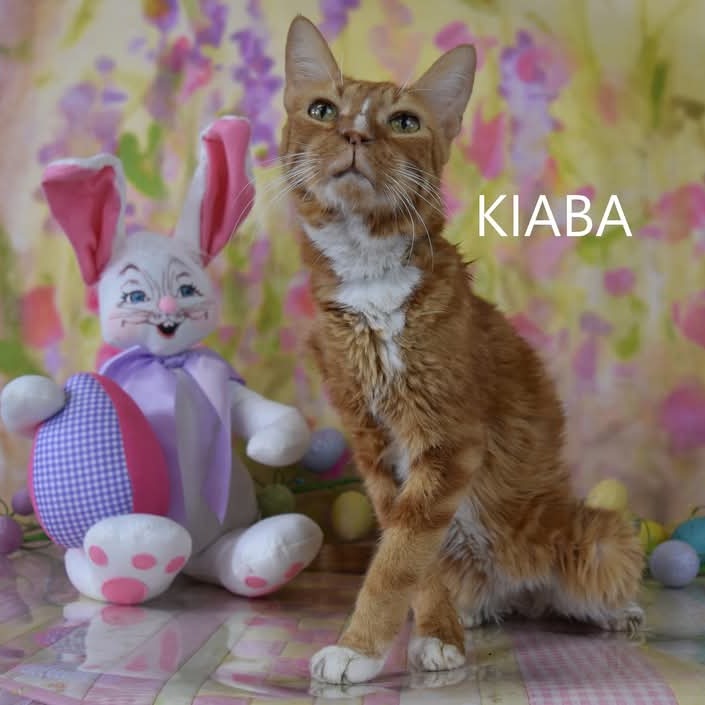 Kiaba - Domestic Shorthair
