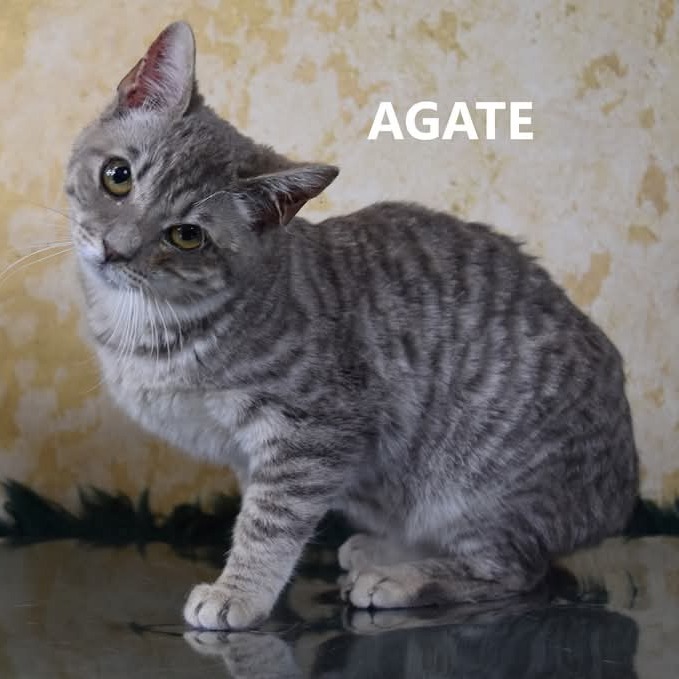 Agate - Domestic Shorthair