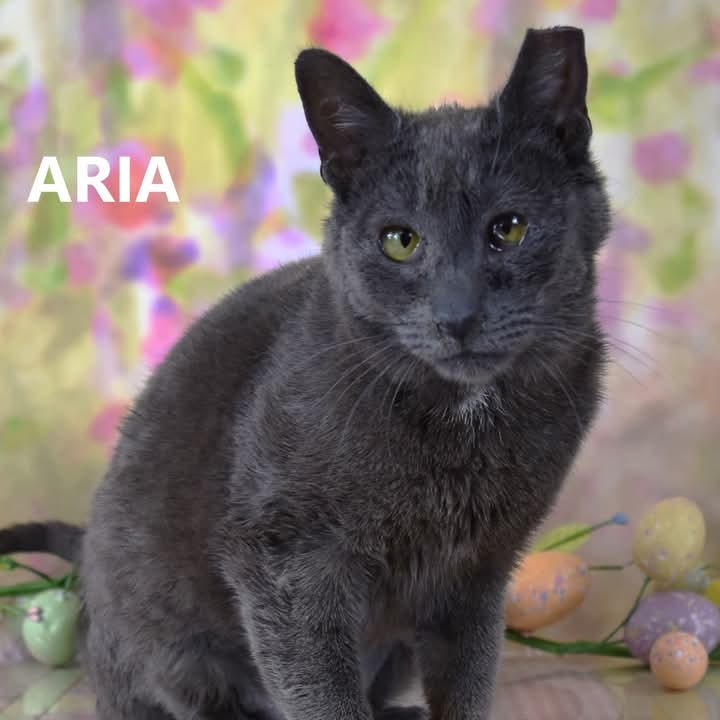 Aria - Domestic Shorthair
