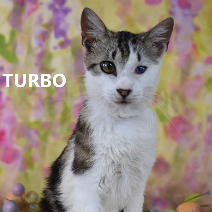 Turbo - Domestic Shorthair